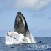 whale_humpback_h_00385_dom2432.jpg